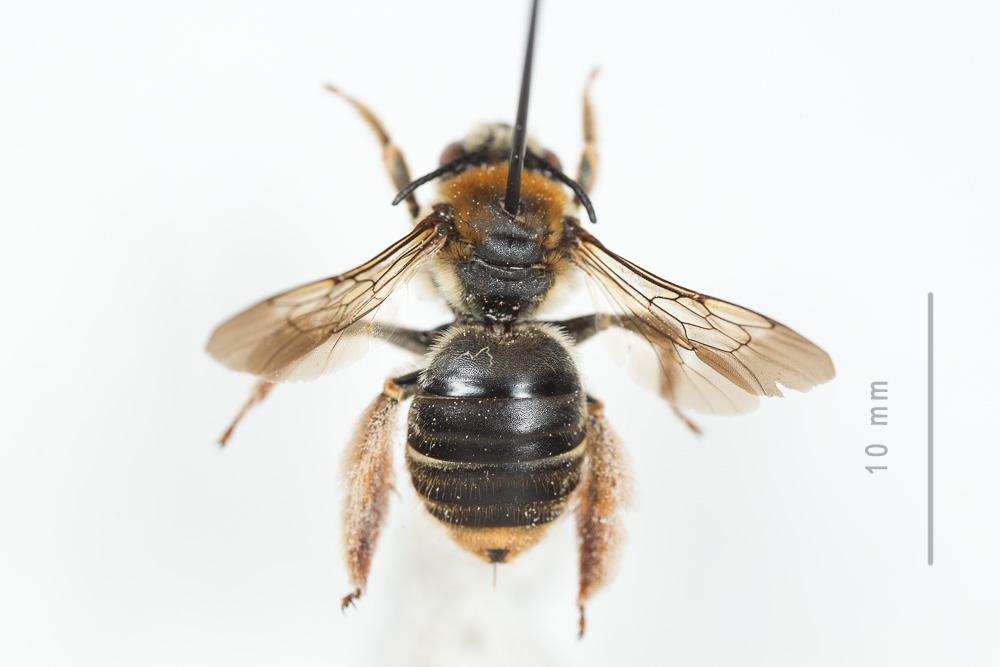  Eucera pannonica Mocsáry, 1878