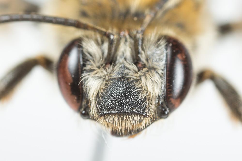 Eucère dorée Eucera chrysopyga Pérez, 1879
