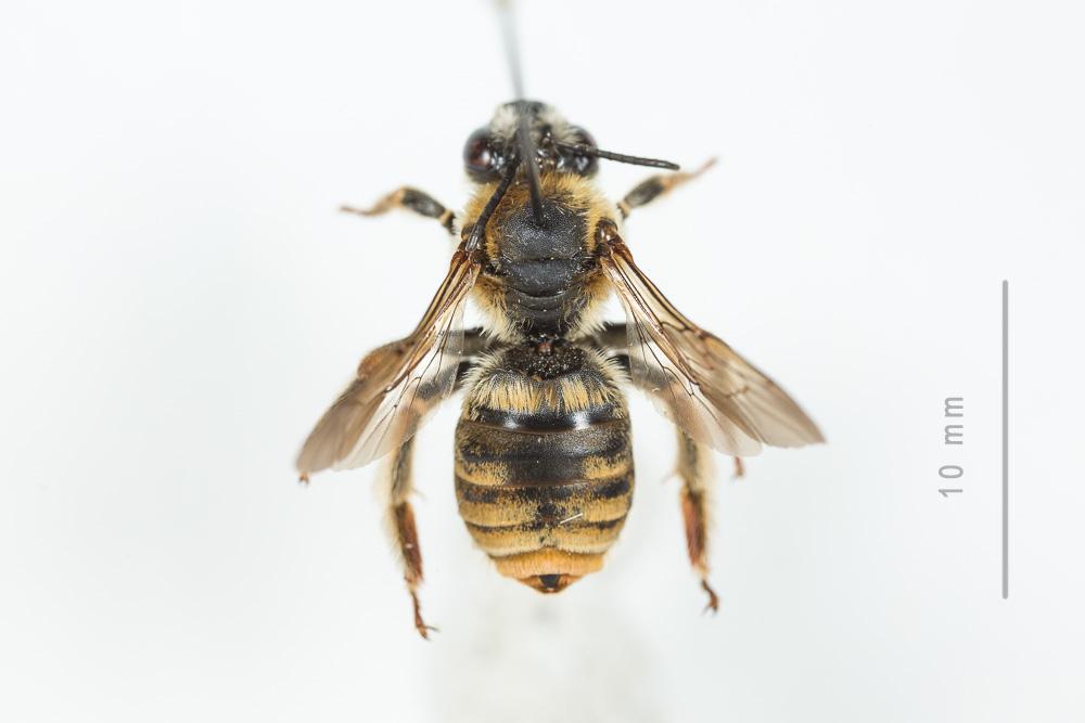 Eucère dorée Eucera chrysopyga Pérez, 1879