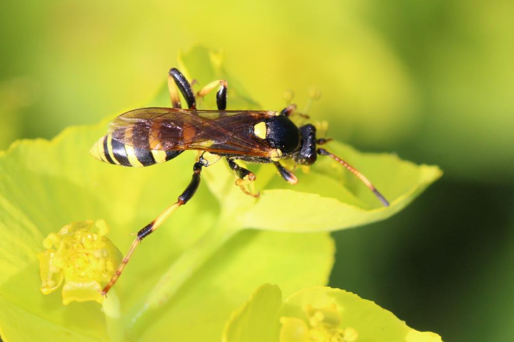  Ichneumon xanthorius Forster, 1771