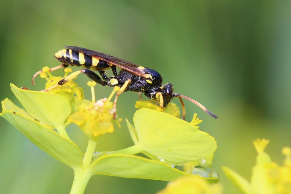  Ichneumon xanthorius Forster, 1771