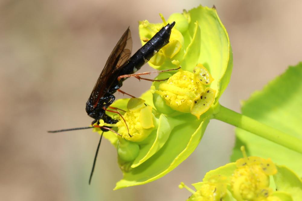 Phylloecus Newman, 1838
