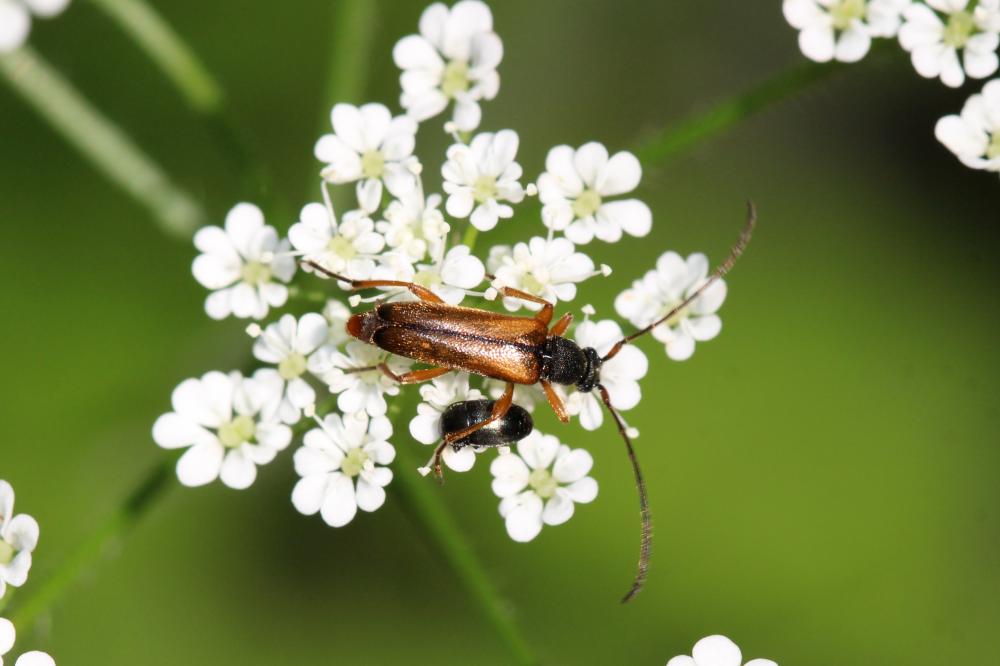 Le  Alosterna tabacicolor (De Geer, 1775)