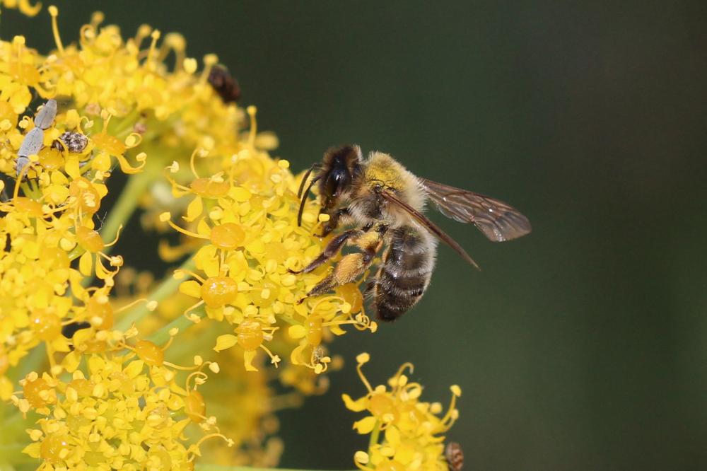 Andrena nigroaenea (Kirby, 1802)