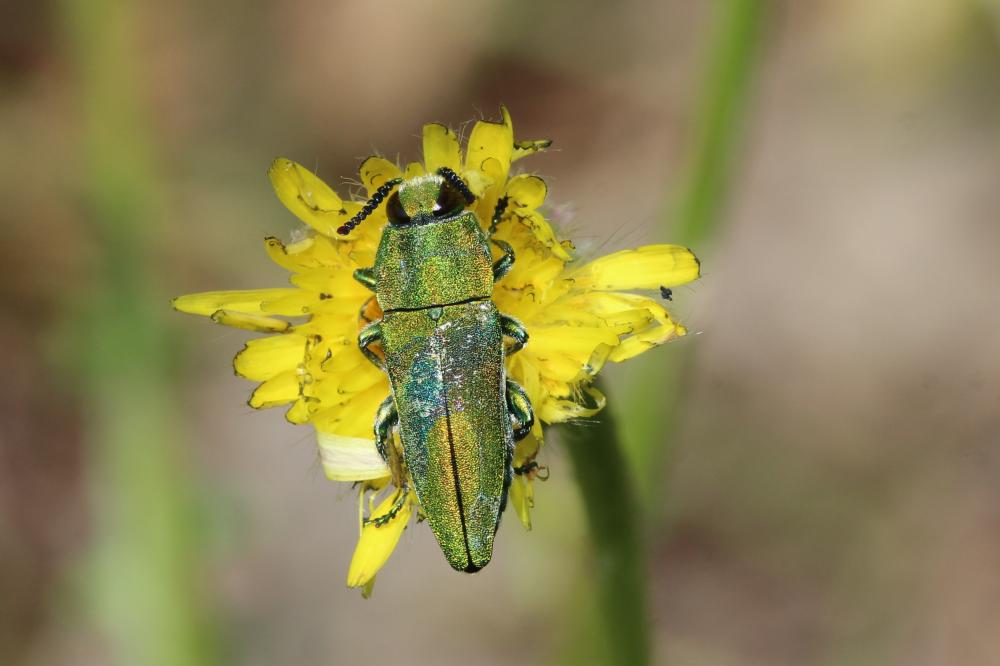 Bupreste hongrois Anthaxia hungarica (Scopoli, 1772)