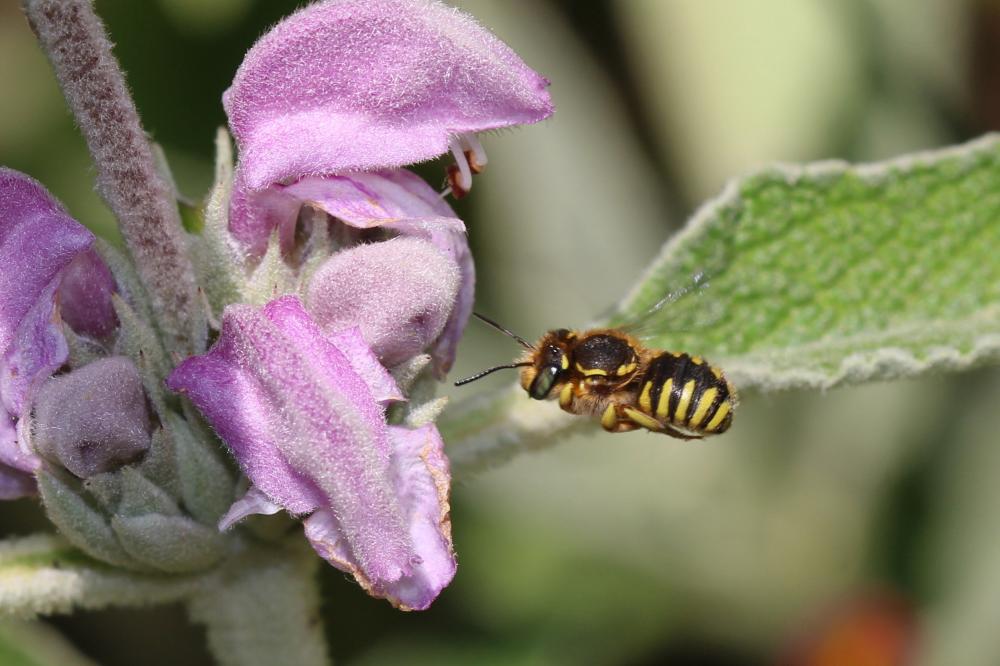Abeille cotonnière, Anthidie cotonnière Anthidium manicatum (Linnaeus, 1758)