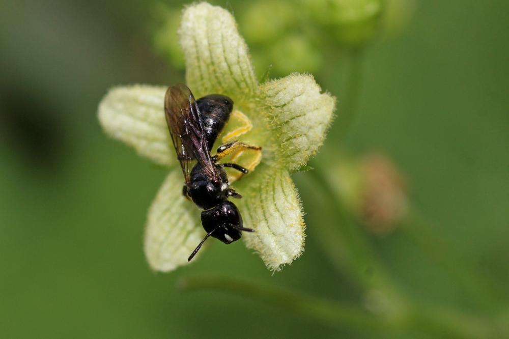 Ceratine commune Ceratina cucurbitina (Rossi, 1792)