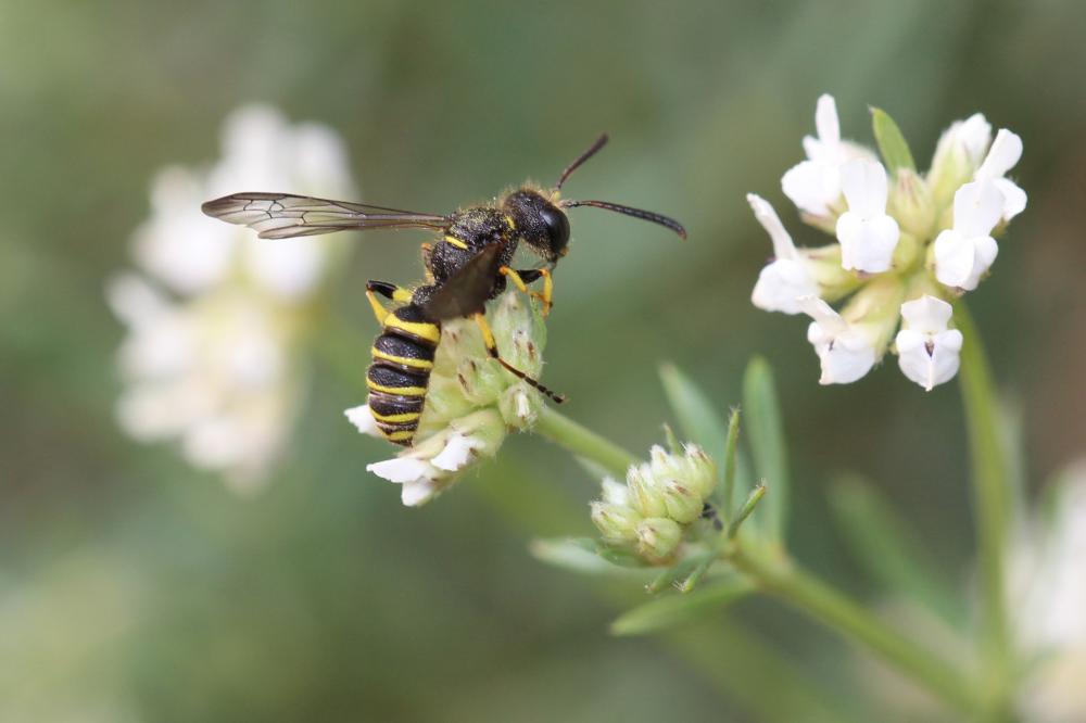 Cerceris arenaria (Linnaeus, 1758)
