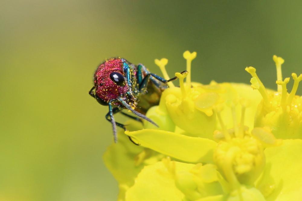  Chrysura cuprea (Rossi, 1790)