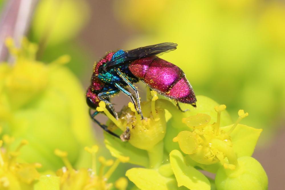  Chrysura cuprea (Rossi, 1790)