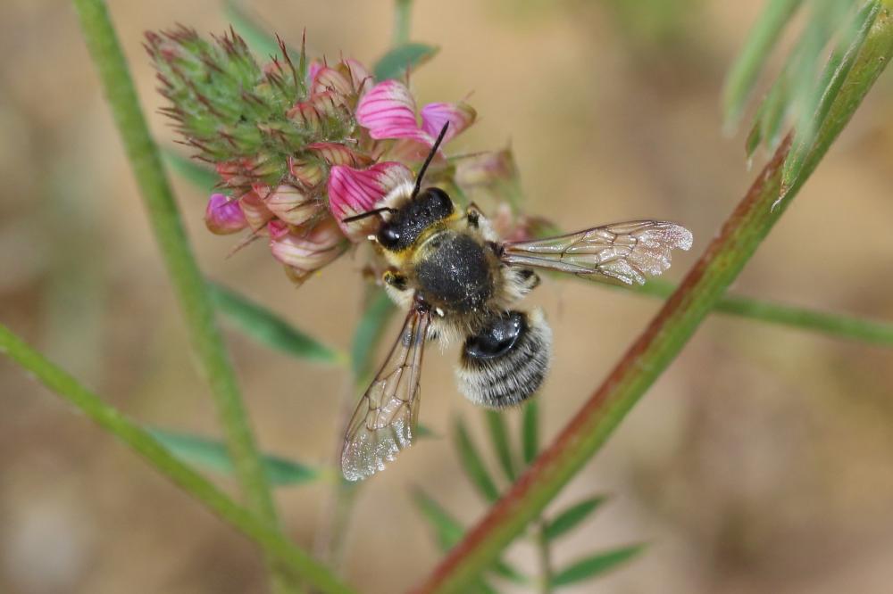  Chalicodoma