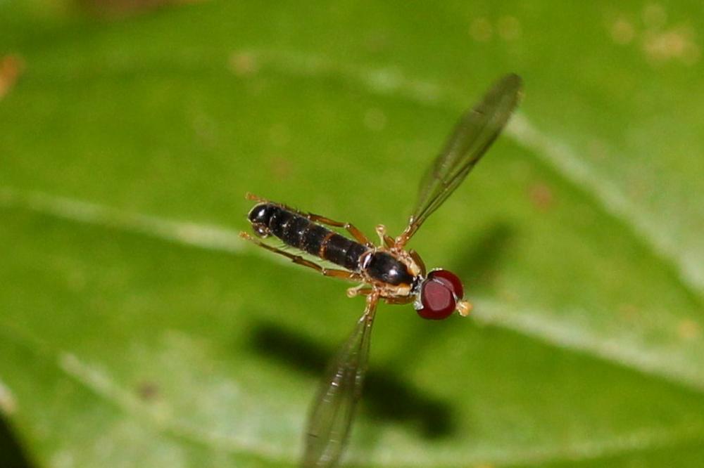 Nephrocerus flavicornis Zetterstedt, 1844
