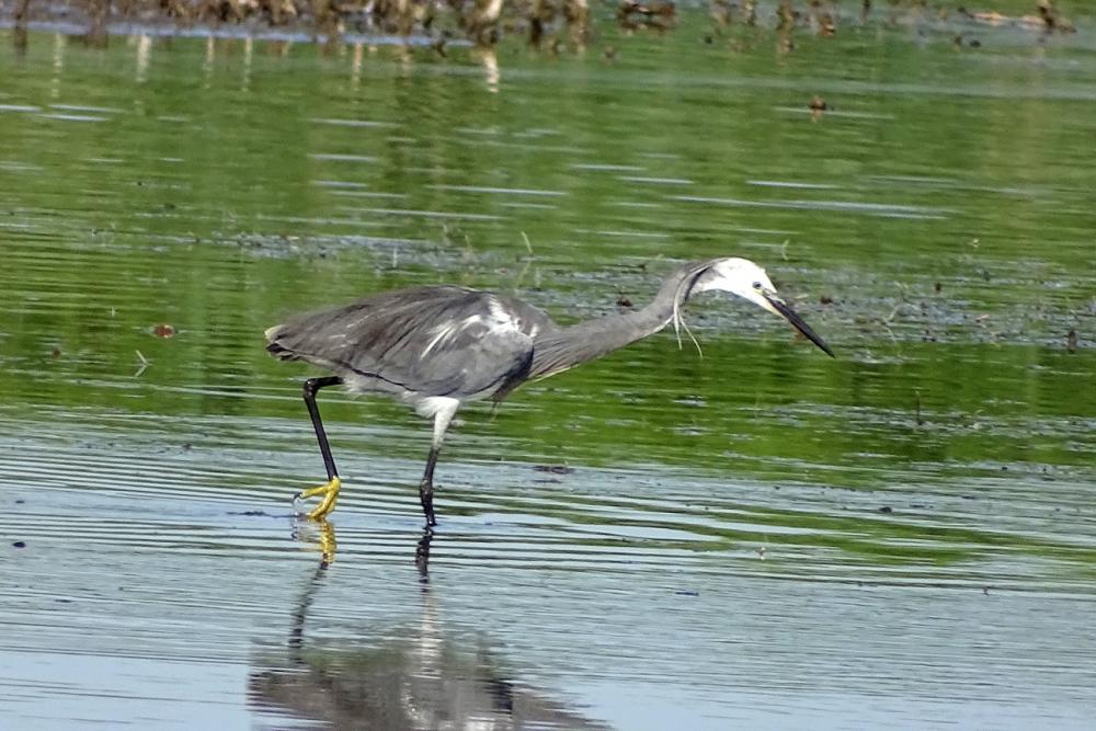 Aigrette des récifs Egretta gularis (Bosc, 1792)