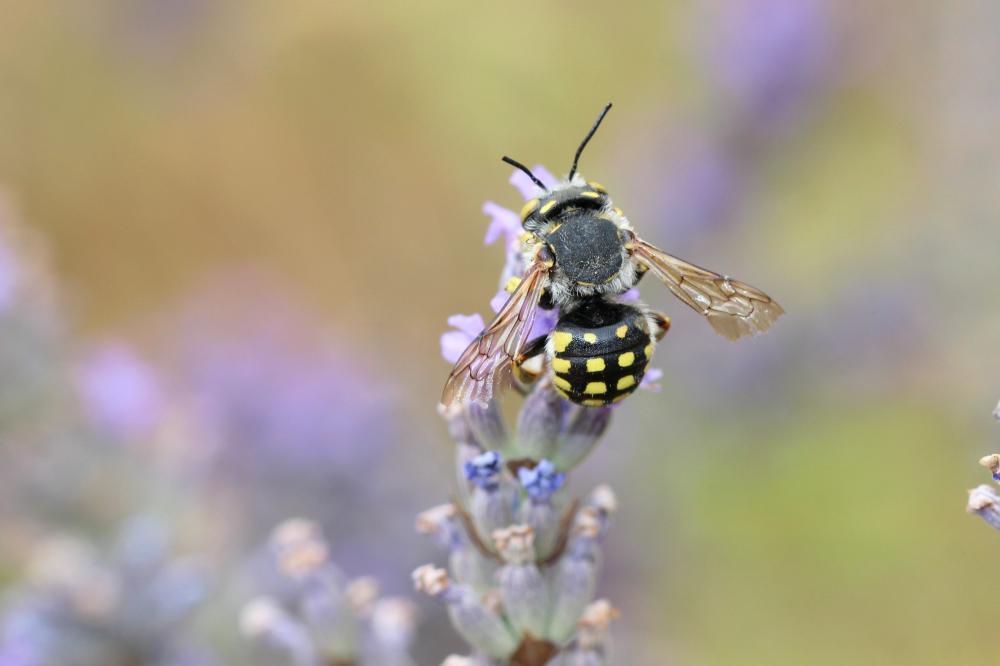  Anthidium loti Perris, 1852