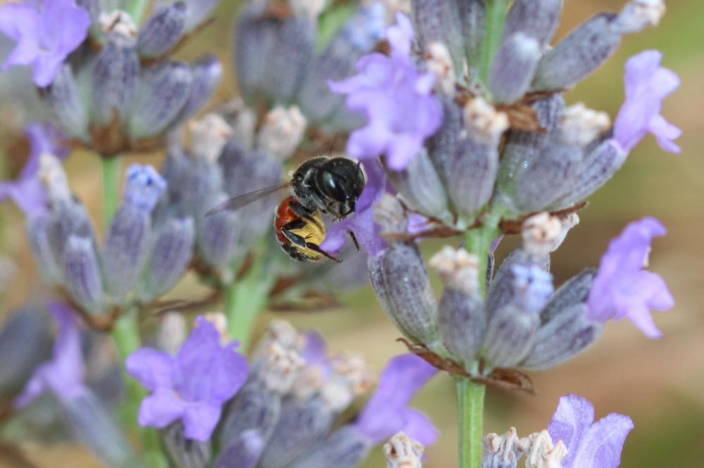 Osmia andrenoides Spinola, 1808