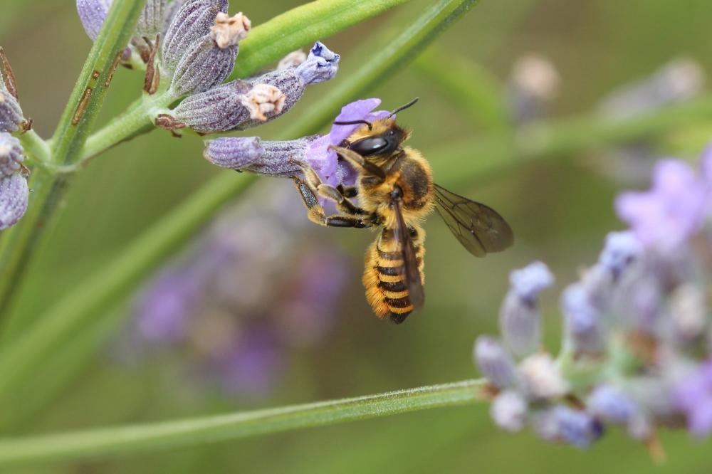  Megachile melanopyga Costa, 1863
