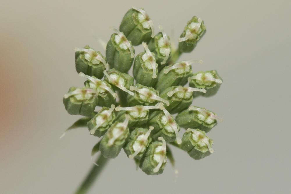 Ammi élevé, Grand ammi Ammi majus L., 1753