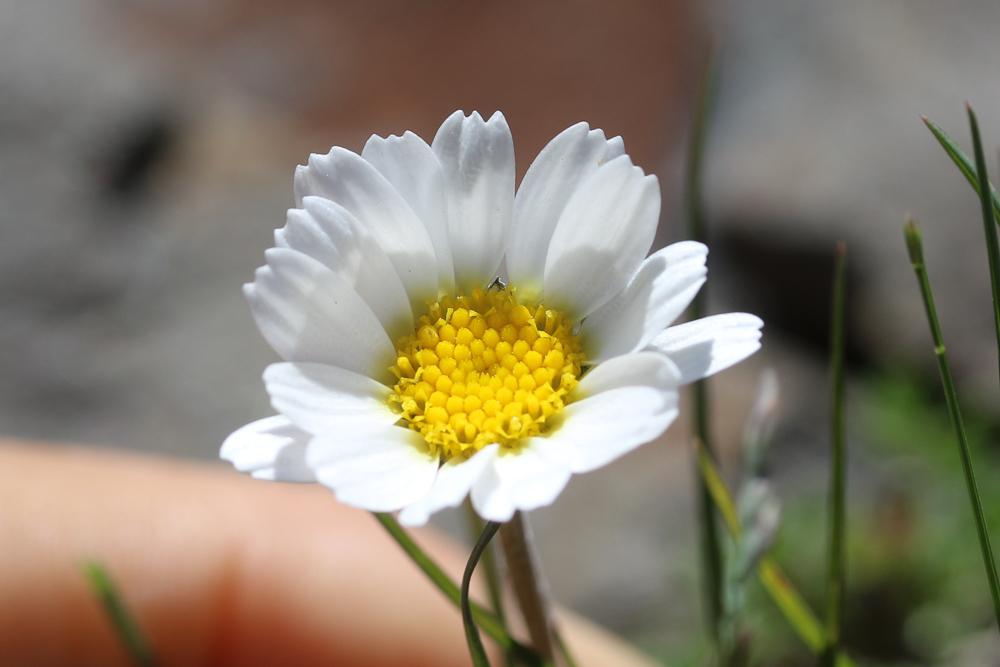Marguerite des Alpes, Leucanthémopsis des Alpes Leucanthemopsis alpina (L.) Heywood, 1975