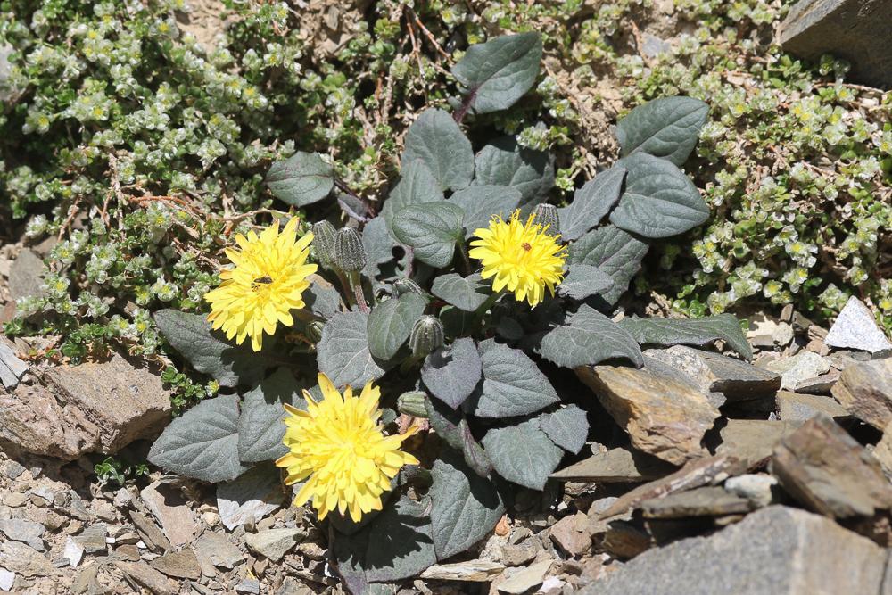 Crépide naine, Crépis nain Crepis pygmaea L., 1753