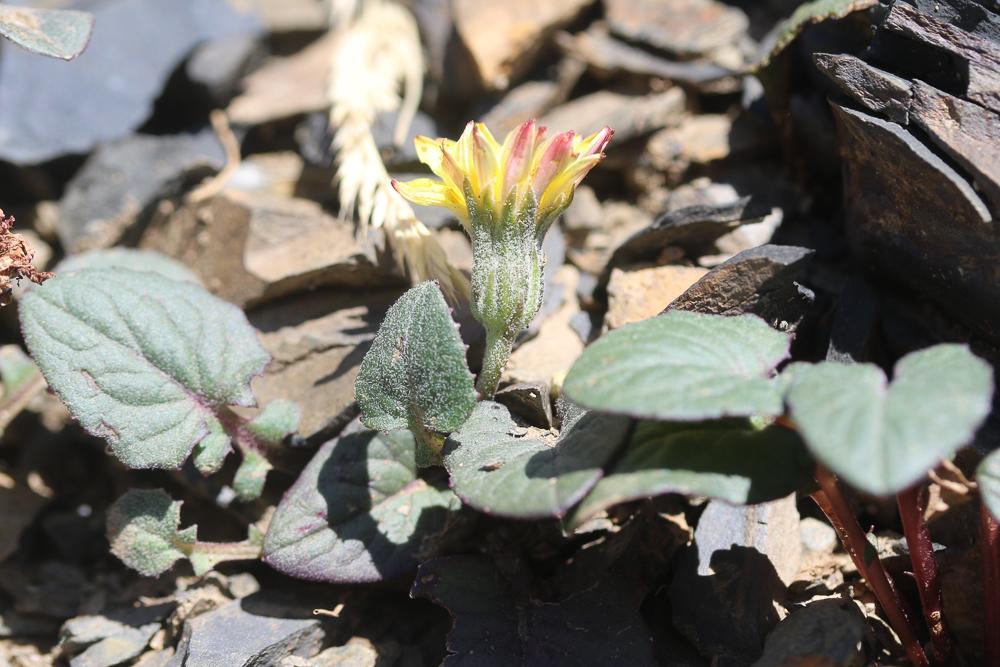 Crépide naine, Crépis nain Crepis pygmaea L., 1753
