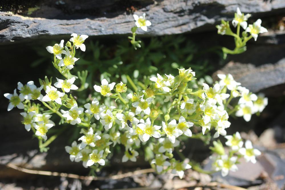 Saxifrage pubescente Saxifraga pubescens Pourr., 1788