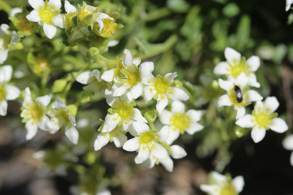 Saxifrage pubescente Saxifraga pubescens Pourr., 1788