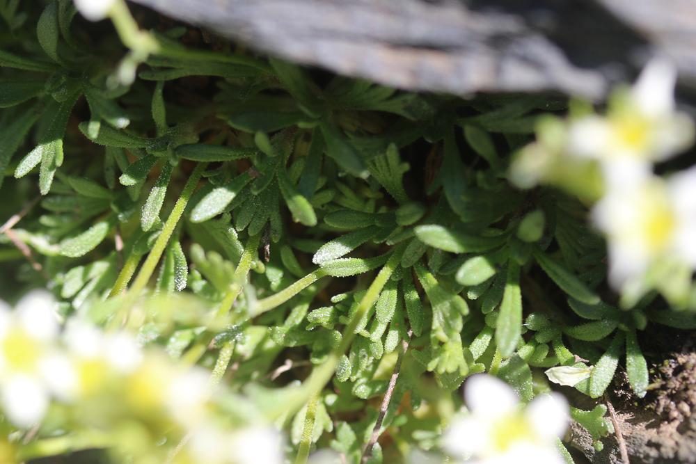 Saxifrage pubescente Saxifraga pubescens Pourr., 1788