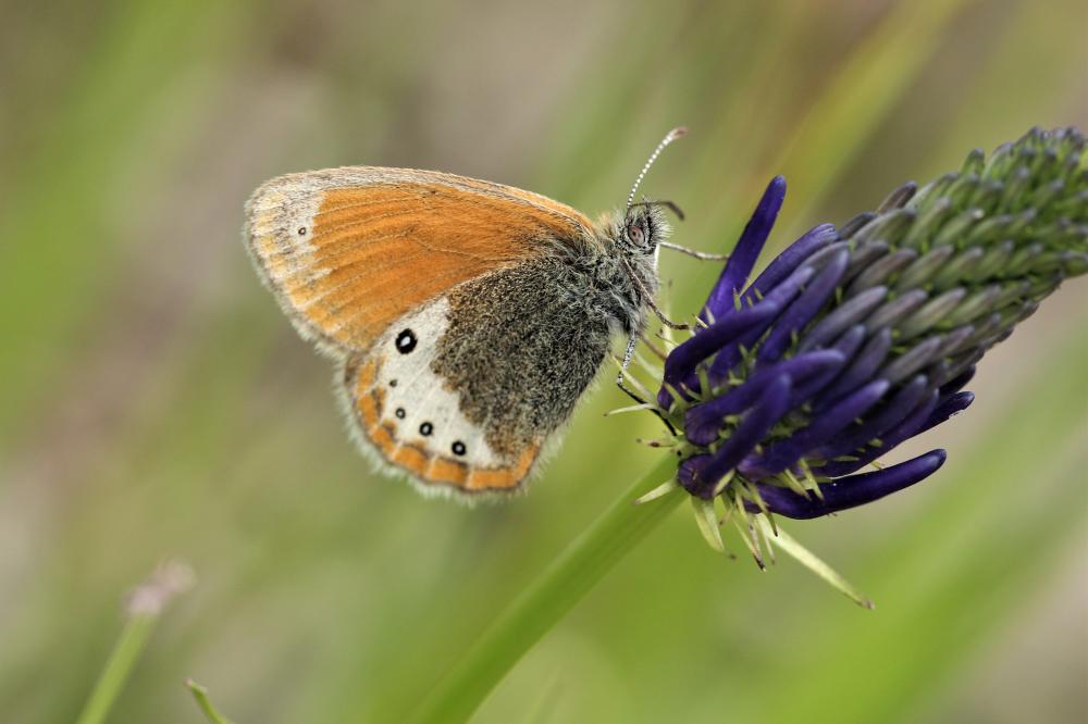 Fadet forésien (Le), Satyrion du Forez (Le) Coenonympha gardetta gardetta (Prunner, 1798)