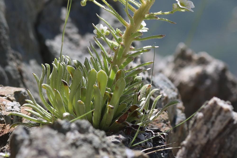 Saxifrage à feuilles longues, Saxifrage à longues Saxifraga longifolia Lapeyr., 1801