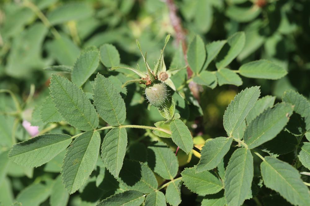 Rosier tomenteux, Églantier tomenteux Rosa tomentosa Sm., 1800