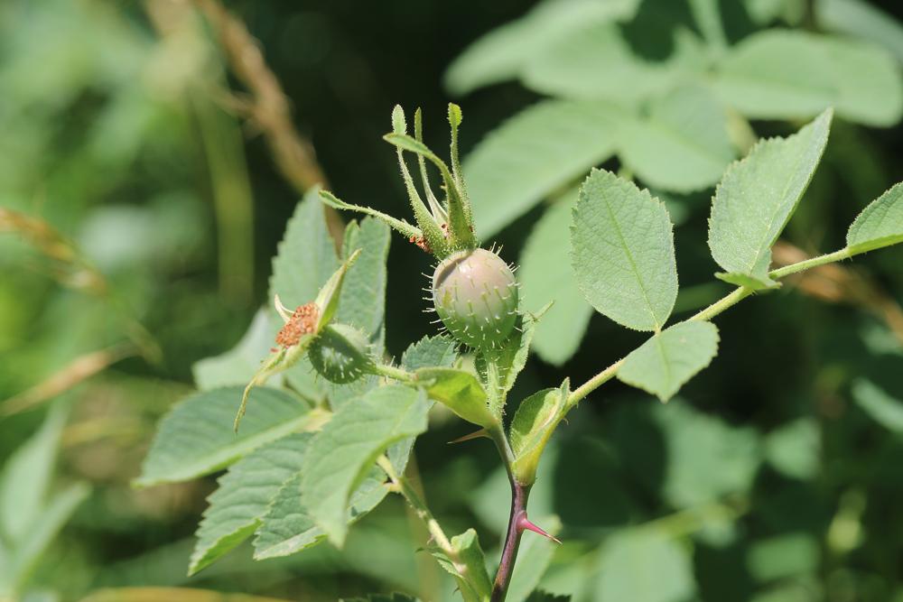 Rosier tomenteux, Églantier tomenteux Rosa tomentosa Sm., 1800