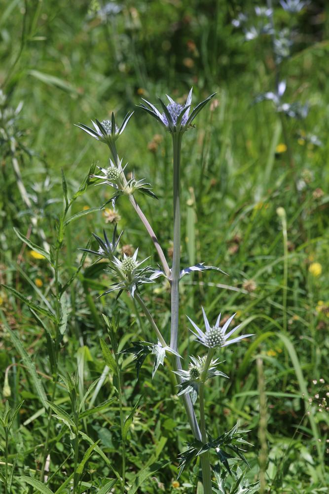 Panicaut de Bourgat Eryngium bourgatii Gouan, 1773
