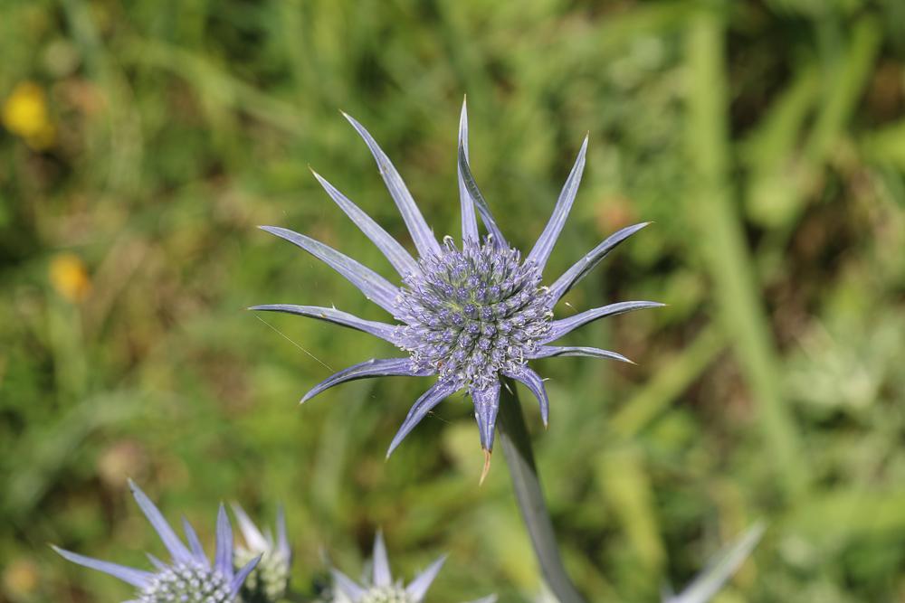 Panicaut de Bourgat Eryngium bourgatii Gouan, 1773