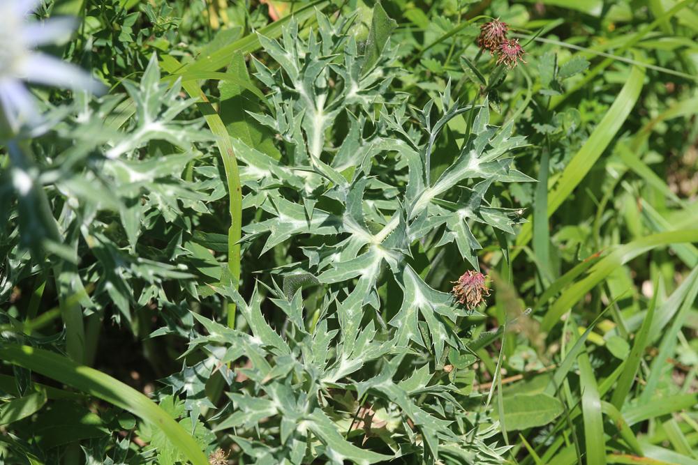 Panicaut de Bourgat Eryngium bourgatii Gouan, 1773