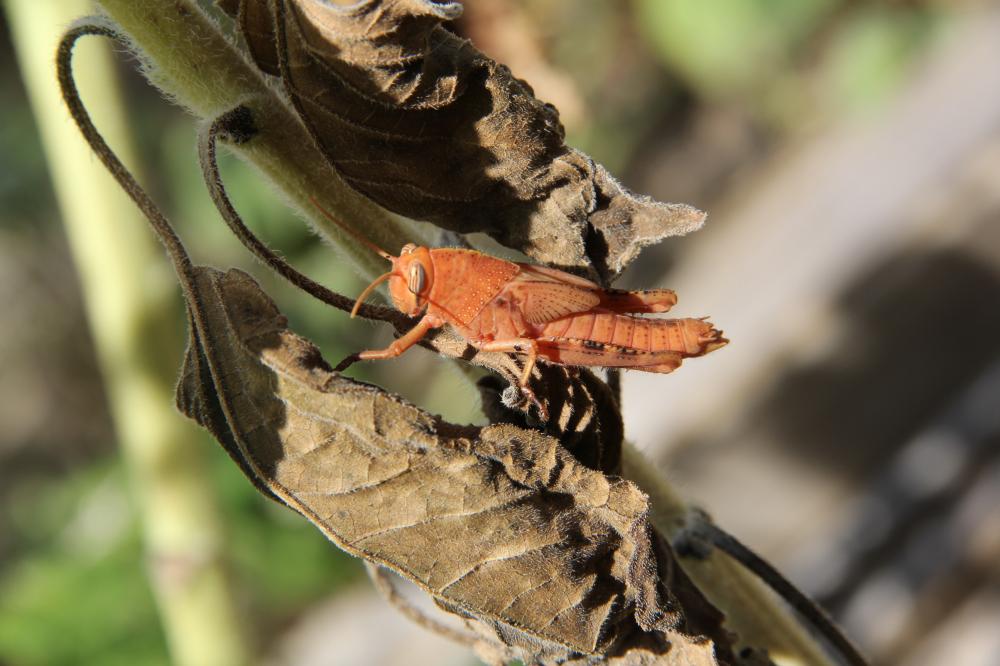 Criquet égyptien Anacridium aegyptium (Linnaeus, 1764)