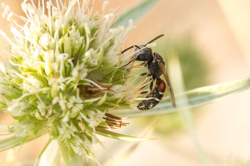  Lasioglossum interruptum (Panzer, 1798)
