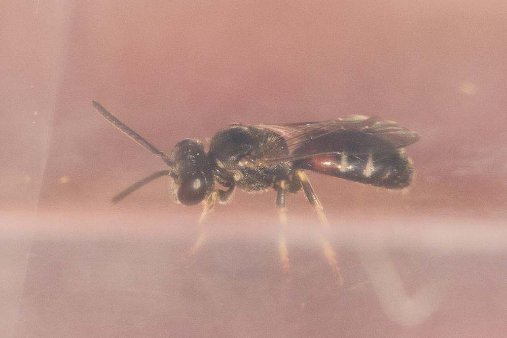  Lasioglossum interruptum (Panzer, 1798)
