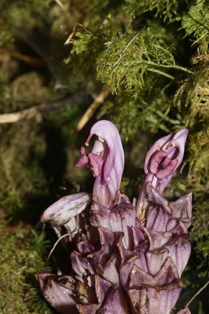 Lathrée clandestine Lathraea clandestina L., 1753