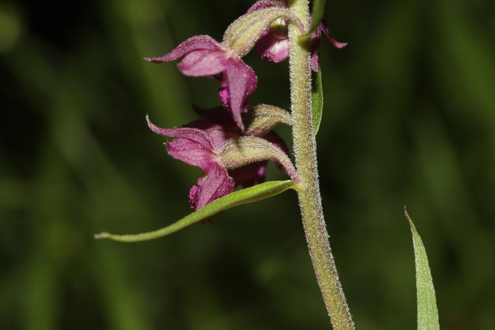 Épipactis rouge sombre, Épipactis brun rouge, Épip Epipactis atrorubens (Hoffm.) Besser, 1809