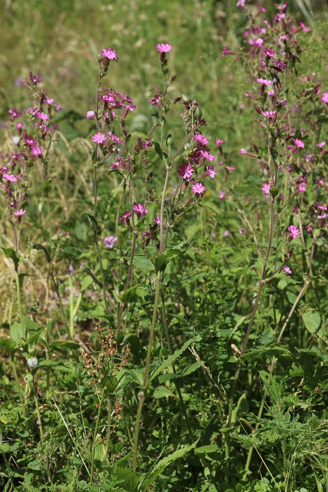Compagnon rouge, Robinet rouge Silene dioica (L.) Clairv., 1811