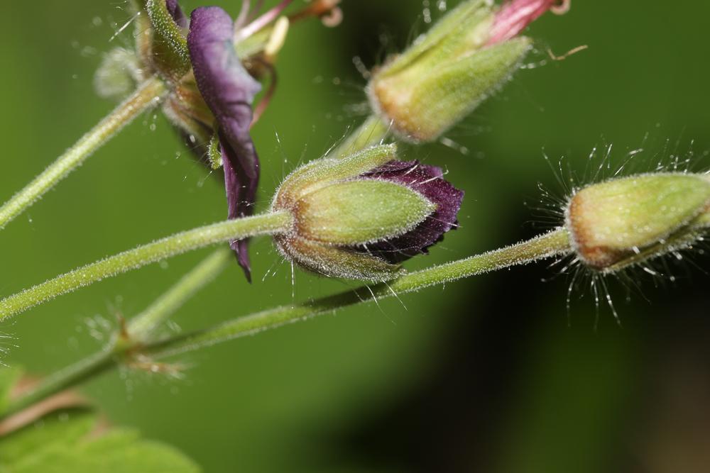 Géranium brun Geranium phaeum L., 1753