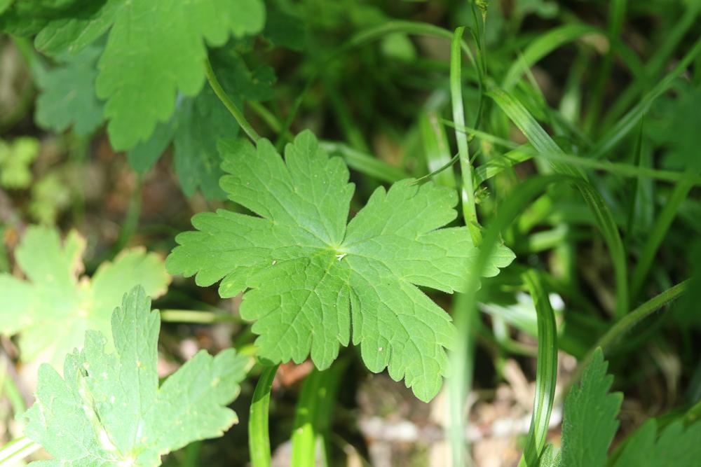 Géranium brun Geranium phaeum L., 1753