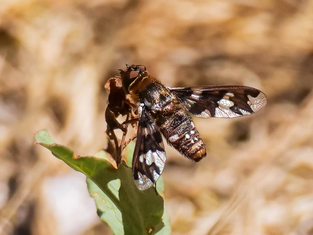 Exoprosopa capucina (Fabricius, 1781)