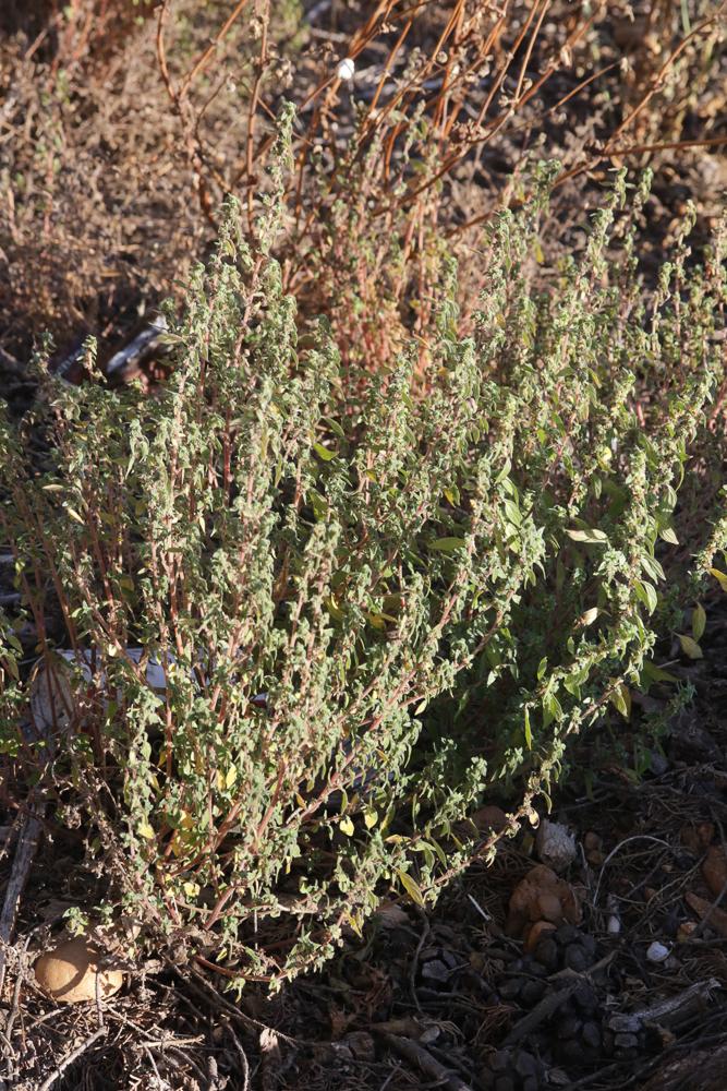 Amarante des bois, Amarante sylvestre Amaranthus graecizans subsp. silvestris (Vill.) Brenan, 1961