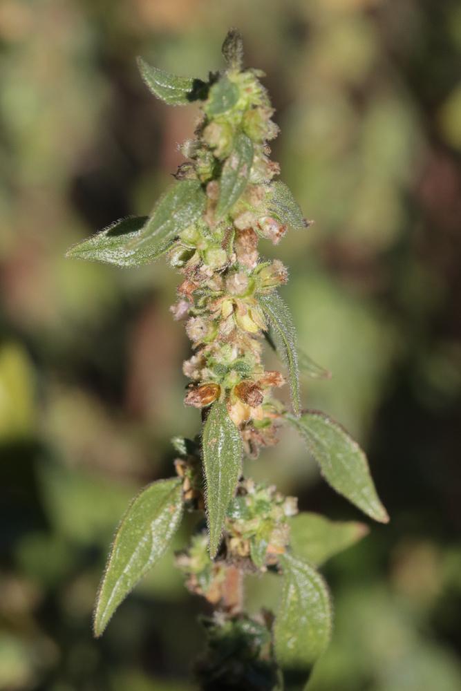 Amarante des bois, Amarante sylvestre Amaranthus graecizans subsp. silvestris (Vill.) Brenan, 1961