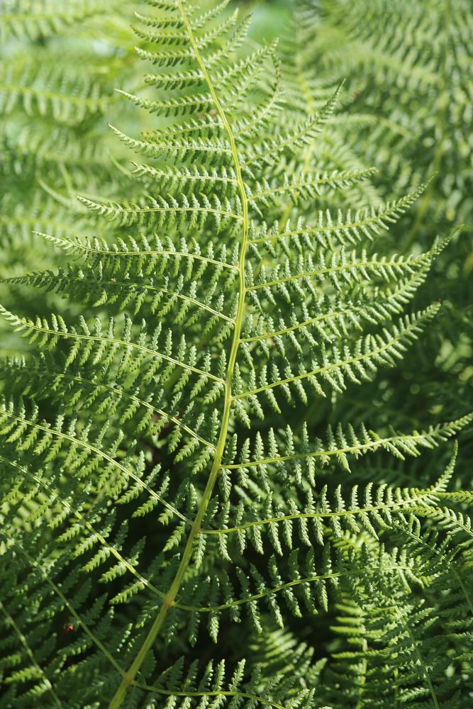 Athyrium alpestre, Athyrium des Alpes Athyrium distentifolium Tausch ex Opiz, 1820