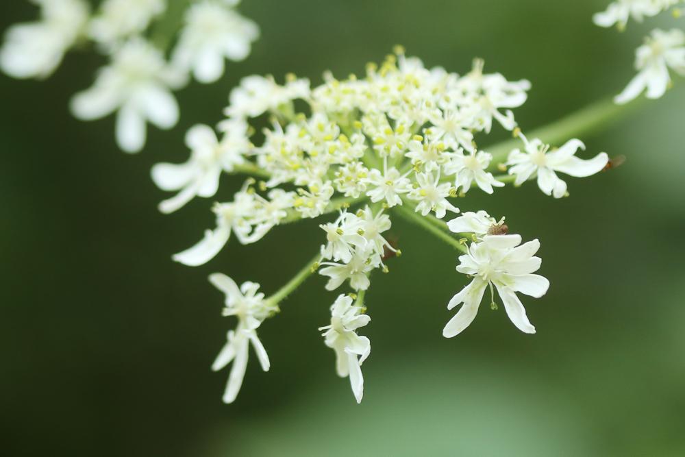 Berce de Pollini Heracleum pyrenaicum Lam., 1785