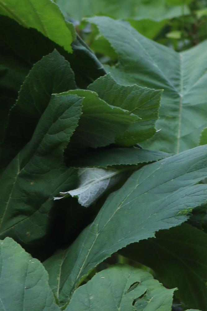 Berce de Pollini Heracleum pyrenaicum Lam., 1785
