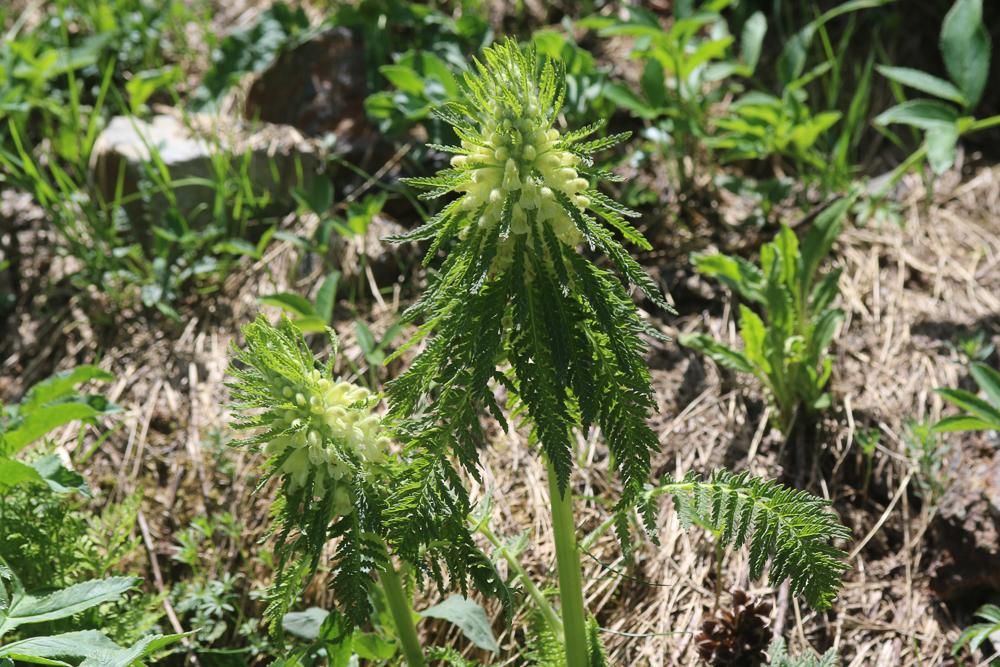 Pédiculaire feuillée Pedicularis foliosa L., 1767