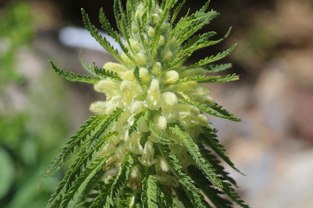Pédiculaire feuillée Pedicularis foliosa L., 1767